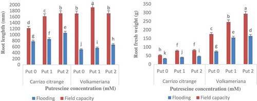 Figure 1. Effect of putrescine and flooding stress on root length and root fresh weight in Volkameriana and Carrizo Citrange rootstocks.