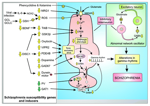 Figure 2. Phenotypic changes and compensatory responses of inhibitory GABAergic interneurons in schizophrenia. Many of the schizophrenia susceptibility genes and pharmacological inducers are associated with the fast spiking GABAergic inhibitory neurons where they act either to decrease the activity of the NMDA receptor (NMDAR) or they play a role in the tonic excitatory drive. All these changes in the activity of these GABAergic neurons interferes with their role in the network oscillator resulting in alterations of the gamma rhythms that are a feature of schizophrenia. Some of the changes are compensatory responses (green arrows) to the genetic modifications.