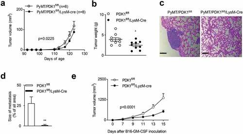 Figure 3. Myeloid-specific deletion of PDK1 inhibits tumor growth and metastasis.