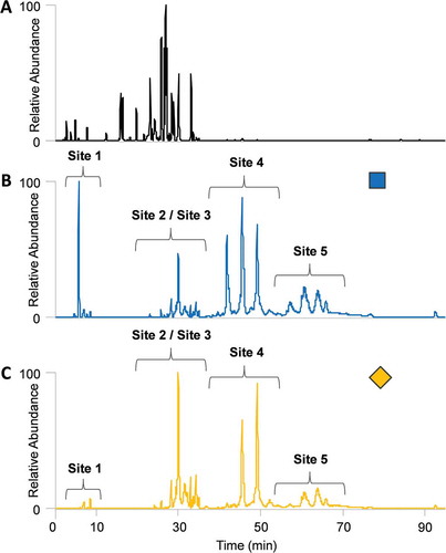 Figure 4. Comparison of the (A.) base peak chromatogram, (B.) HexNAc oxonium ion profile, and (C.) sialic acid oxonium ion profile of an Fc-Fusion1 reference sample. The blue square and yellow diamond represent HexNAc and sialic acid oxonium ions, respectively.