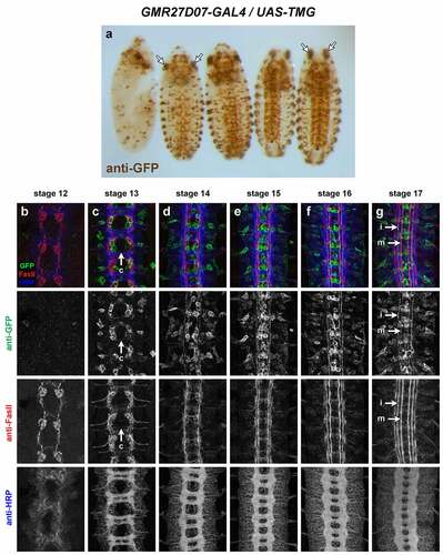 Figure 8. GMR27D07 is expressed in commissural pioneer and longitudinal neurons in the ventral nerve cord.