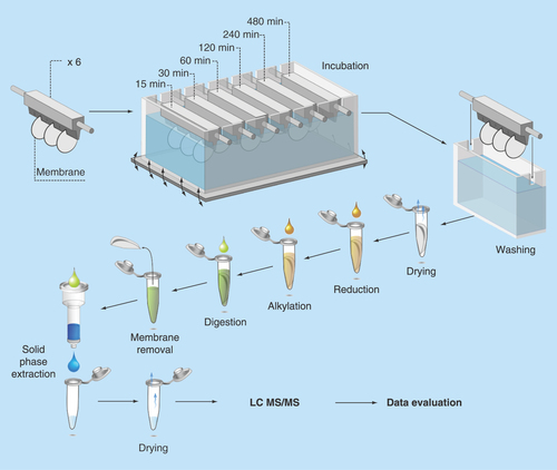 Figure 1.  Representation of the experimental sampling set up.Two of the membranes were used for MS measurements for each time point.