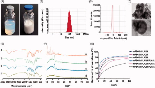 Figure 1. (A) The picture of DTX-NPs suspension and freeze dried sample; (B) The particle size distribution of DTX-NPs; (C) The zeta potential distribution of DTX-NPs; (D) TEM images of DTX-NPs; (E, F) IR and XRD spectra of (a) DTX, (b) mPEG-PLA, (c) physical mixture of DTX and mPEG-PLA, (d) DTX-NPs; (G) The in vitro drug release curve of DTX-NPs.
