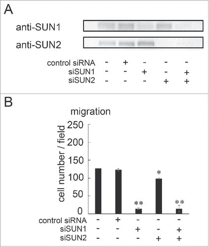 Figure 2. SUN1 and SUN2 are essential for cell migration. (A) MDA-MB-231 cells were transfected with siRNA pools that specifically target SUN1 or SUN2, termed siSUN1 or siSUN2, respectively, or with non-targeting siRNA as a negative control. Forty-eight hours later, total cell lysates were analyzed by western blotting using anti-SUN1 or anti-SUN2 pAbs. (B) Forty-eight hours after SUN1 and/or SUN2 knockdown, cell migration activities were analyzed. Each bar represents the mean number of cells per field ± SD. *; p < 0.05, **; p < 0.01.