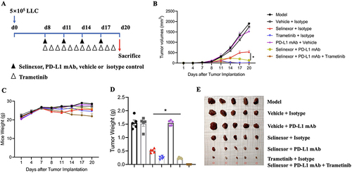 Figure 5 Anti-tumor efficacy of PD-L1 mAb in combination with selinexor and trametinib in vivo. (A) Time schedule for the LLC subcutaneous implantation and drug treatment groups, mice were randomly grouped into 7 groups: Model group, Vehicle + Isotype group, selinexor + Isotype group, trametinib + Isotype group, PD-L1 mAb + Vehicle group, selinexor + PD-L1 mAb group, and selinexor + PD-L1 mAb + trametinib group. (B) Tumor volumes for subcutaneous LLC tumor. (C) Mice body weight in each group. (D) Subcutaneous tumor weight in each group. (E) Representative LLC tumor pictures. (n=5). Data were analyzed using one-way ANOVA comparisons. *P <0.05, compared to the selinexor + Isotype group. (Regarding the results in (B and D)), there is a certain measurement error in measuring the size of a subcutaneous tumor with caliper (B). In fact, the smaller the tumor, the greater the measurement error. The actual tumor weight (D) and pictures (C) excised from mice are more accurate and intuitive.