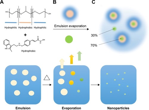 Figure 1 A schematic representation of the emulsion-mediated solvent evaporation preparation method.Notes: (A) A solution of P407 (orange and blue) in aCSF is emulsified with a solution of panobinostat in chloroform. (B) The emulsion is heated to rapidly remove the chloroform and to sequester panobinostat (green) in the polymeric nano-micelles. A schematic representation of this process is shown in the bottom half of the figure. On the left is an emulsion of CHCl3 containing the drug payload and stabilized by the P407 surfactant. The emulsion is heated, and the CHCl3 evaporates to leave P407 nano-micelles containing the drug payload represented on the right. (C) After evaporation, ~70% is loaded into the nano-micelles while 30% is present as a solvated molecular species.Abbreviations: aCSF, artificial cerebrospinal fluid; P407, poloxamer 407.