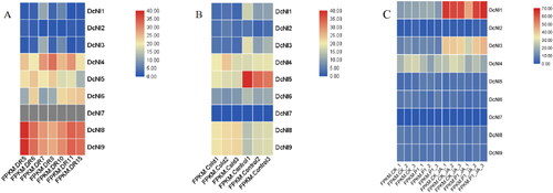 Figure 7. Heat map showing the expression of DcNI gene family members under different environmental stresses. (A) Expression of DcNI after drought treatment, DR5/DR6: The second-day treatment at 06:30 and 18:30; DR7/DR8: The seventh-day treatment at 06:30 and 18:30; DR10: The eighth-day treatment at 18:30 after watering the seedlings at 15:30; DR11/DR15: The ninth-day treatment at 06:30 and 18:00. (B) Expression of DcNI after low temperature treatment. Control 1 ∼ 3: 20 °C, 20 h; Cold 1 ∼ 3: 0 °C, 20 h. Each group had three repetitions. (C) Expression of DcNI after P1 fungus infection, JA treatment and P1 fungus infection and JA co-treatment.