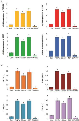 Figure 10 mRNA and protein expression of exosomal markers TSG101, CD81, CD63 and CD9. A549 cells were treated with PtNPs (10 µM) or C6-cer (10 µM) or CSP (10 µM) and GW4869 (20 µM) in Opti-MEM for 24h. (A) The mRNA expression of TSG101, CD81, CD63 and CD9. (B) Protein expression of TSG101, CD81, CD63 and CD9 was analyzed. The results are expressed as mean fold change ± standard deviation from three independent experiments. The treated groups showed statistically significant differences from the control group by the Student’s t-test; *p < 0.05 was considered significant.