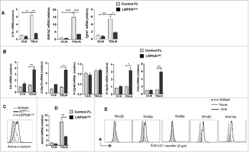 Figure 4. Loss of LRP5/6 in DCs differentially regulates pro- and anti-inflammatory molecules. (A–B) Quantitative real-time PCR analysis of Il-12p40, Il-12p35, Il-6, Il-12p19, Il10, Aldh1a1 and Aldh1a2 mRNA expression in CD11c+ DCs isolated from the TDLN of WTFL/FL and LRP5/6ΔDC mice on day 9 post-B16 tumor inoculation (n = 3). (C) Representative histograms of active β-catenin expression in CD11c+ cells from MO4 tumor TDLN of LRP5/6Δce and control-FL mice on day 9 after tumor inoculation. (D) Axin2 mRNA expression analyzed by qRT-PCR in TDLNs and CLNs of LRP5/6ΔAx and control-FL mice on day 9 after inoculation (n = 4). The result represents fold increase over the CLNs. (E) Representative histograms showing β-gal expression in CD11c+ cells from TCF/LEF-LacZ reporter mice after treatment with or without Wnt2b, Wnt3a, Wnt5a, Wnt5b, or Wnt16b (500 ng/mL) for 24 h in vitro. DCs were pooled from five to six mice, and the experiment was repeated at least two times. Data represents one of two experiments with similar results. *p < 0.05; **p < 0.01; ***p < 0.001.