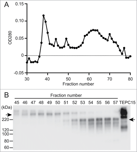 Figure 1. Separation of dimeric and monomeric forms of a recombinant hybrid-IgG/IgA specific for Stx1B. A serum-free culture supernatant (60 ml) of CHO-K1 cells triple transfected with vector constructs for H, L and J chains of the hybrid-IgG/IgA was concentrated and separated on a column of Sephacryl S-300. Elution profile of proteins (A). SDS-PAGE (non-reducing conditions) and immunoblot analysis (probed with anti-α chain) of each fraction from the Sephacryl S-300 column (B). An aliquot (9 μl each) of each fraction (fractions 45 to 57) was analyzed. The positions of molecular weight standards are shown on the left. The left arrow indicates the dimeric form while the right arrow indicates the monomeric one. The result for TEPC 15 (8 ng) is shown as an IgA myeloma protein.