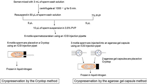 Figure 1. Freezing procedures using Cryotop method and agarose gel capsule method. Motile sperm suspension was prepared with washed sperm and 7% PVP. Six motile spermatozoa were aspirated and micro-injected into the droplet placed on Cryotop. It was frozen in liquid nitrogen (Cryotop method). Motile sperm suspension was prepared with washed sperm and 7% PVP. Six motile spermatozoa were aspirated and micro-injected into two agarose gel capsules (three sperm for each capsule), and capsules were placed on Cryotop. Then, it was frozen in liquid nitrogen (Agarose gel capsule method). PVP: polyvinylpyrrolidone