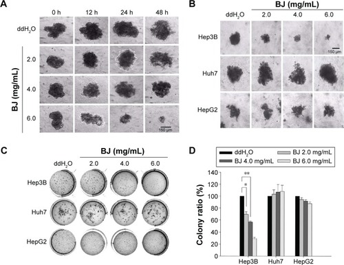 Figure 4 BJ suppressed the growth of Hep3B spheroids.