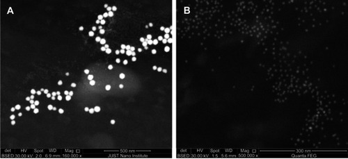 Figure 1 Scanning electron microscopy (SEM) representative images of the generated AuNPs deposited on Si surface. (A) 50 nm AuNPs and (B) 20 nm AuNPs.