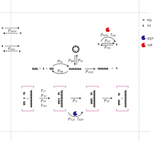 Figure 9. The events occurring in the model and their associated parameters. Legends: Np – nucleotide precursor; Nt – nucleotide; REP – RNA replicase ribozyme; NR – nucleotide-synthetase ribozyme. Solid arrows denote chemical reactions and dashed arrows represent other events. The events concerning the template-directed synthesis are here drawn with respect to a template segment (within purple square brackets), which may belong to either a circular RNA or a linear RNA. Note that the region depicted here represents one grid room in the N × N grid of the model system. See text for detailed explanations.