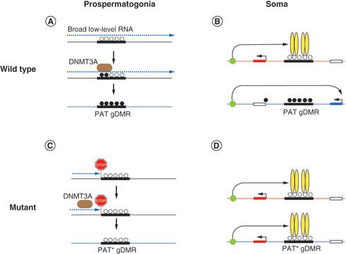 Figure 5. Transcription across a paternal germline differentially methylated region facilitates methylation imprint establishment in the male germline. (A) Broad, low-level transcription runs across a PAT gDMR and facilitates de novo DNA methylation of the PAT gDMR [Citation1] by DNMT3A. (B) A typical PAT gDMR is methylated in the chromosome inherited from the sperm (bottom). The same sequence is unmethylated and functions (in this case, as an enhancer-insulator bound by CTCF, yellow) exclusively in the maternal chromosome (top), affecting imprinted genes of the domain. (C) Truncation of the broad, low-level transcript results in hypomethylated PAT* gDMR. (D) When a hypomethylated PAT* gDMR is inherited from the male germline, imprinted gene expression is absent in the soma.gDMR: Germline differentially methylated regions; PAT: Paternal.Figure modified from [Citation1] Creative Commons Attribution License 4.0 (CC BY).