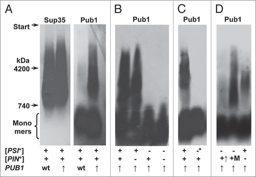 Figure 6 Pub1 polymers depend on the [PSI+] determinant. (A) Polymers of Sup35 and Pub1 in [PSI+][PIN+] cells, (B) Absence of Pub1 polymers in [psi−][PIN+] cells, (C) Disappearance of Pub1 polymers upon [PSI+] elimination, (D) Pub1 can polymerize in [psi−][PIN+] cells overproducing Rnq1. + and −, presence or absence of a prion determinant; −*, [PSI+] was eliminated by Hsp104 overproduction; wt and ↑, wild type or increased levels of Pub1; +↑ and +M, Rnq1 was overproduced in [PIN+] cells from multicopy plasmids with either the native or MET17 promoter. Note: Pub1 monomers occupy a large area at the bottom of a gel. This is likely to be due to a high monomer proportion for Pub1 and low resolution of agarose gel for monomeric proteins aggravated by overloading of this area of the gel, which accommodates most of the cellular proteins.