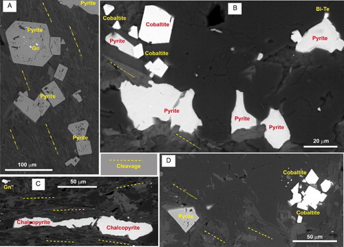 Figure 5. SEM backscatter images of sulphides in host rocks distant from the Birthday Reef in drillhole WA22, at indicated depths along core. A, Euhedral porphyroblastic metamorphic pyrite that has overgrown the cleavage; 1243 m. One porphyroblast has inclusions of galena (Gn, white specks). B, Anhedral pyrite with scattered euhedral cobaltite, and a single grain of Bi–Te mineral (white speck, top right); 996 m. C, Anhedral chalcopyrite aligned with the cleavage; 646 m. D, Euhedral pyrite and cobaltite porphyroblasts; 902 m.