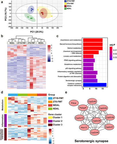 Figure 6. WDTRF feeding phase-derived microbiota modulated the alterations in hepatic transcriptional expression during NASH. (a) PCA plot of the liver transcriptome. (b) Heatmap of DEGs in the ZT18-FMT group versus the ZT-6 FMT. (c) the top 12 pathway terms in KEGG pathway enrichment analysis. (d) Heatmap of the hub genes in three clusters of the PPI network. (e) Visualization of hub genes of serotonergic synapses. n = 3 in each group.