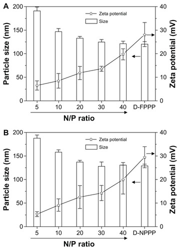 Figure 4 Particle sizes and zeta potentials of siRNA and DOX-loaded nanocomplexes (A) D-FPPP/Bcl-2 and (B) D-NPPP/Bcl-2 formed at different N/P ratios (n = 5), as determined by DLS measurements.Note: DOX loading contents: 4.56% in D-FPPP and 5.14% in D-NPPP.Abbreviations: DOX, doxorubicin; D-FPPP, DOX-loaded folate–poly(ethylene glycol)–poly(ethylene imine)–poly(ɛ-caprolactone) micelle; D-NPPP, DOX-loaded nontargeted poly(ethylene glycol)–poly(ethylene imine)–poly(ɛ-caprolactone) micelle; DLS, dynamic light scattering; D-FPPP/Bcl-2, Bcl-2 siRNA and DOX loaded folate–poly(ethylene glycol)–poly(ethylene imine)–poly(ɛ-caprolactone) micelle; D-NPPP/Bcl-2, Bcl-2 siRNA and DOX loaded nontargeted poly(ethylene glycol)– poly(ethylene imine)–poly(ɛ-caprolactone) micelle.