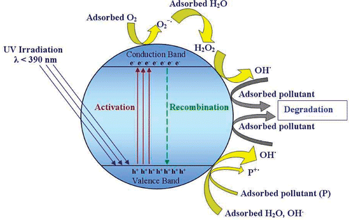 Figure 6. General mechanism of the photocatalysis on TiO2 nanoparticle.