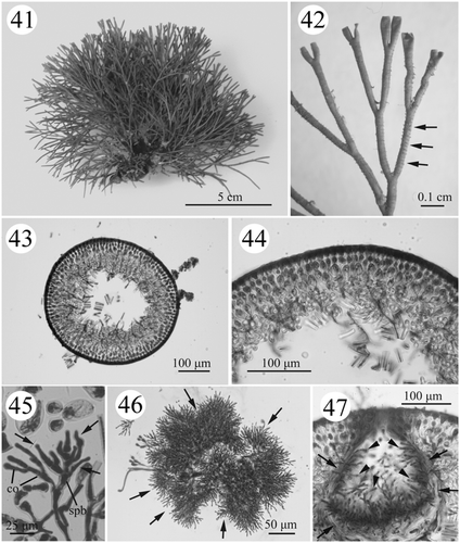 Figs. 41–47. Habit and development of vegetative (#SLL NPPO-08-11-2001-1) and male structures (#SLL BB-10-01-2002-1) in Actinotrichia robusta. Fig. 41. Cystocarpic plant. Fig. 42. Dichotomous branches showing an indistinct ring of assimilatory filaments (arrows). Fig. 43. Cross-section of branch. Fig. 44. Cross-section of branch showing the cortex and medulla structures in greater detail. Fig. 45. Spermatangial initial branch arising from the cortical filaments on the tip of a branch producing several primary spermatangial filaments (arrows). Fig. 46. Mature male structures showing abundant secondary spermatangial filaments (arrows). Fig. 47. Cross-section of a spermatangial conceptacle showing the conceptacle wall (arrows) formed of primary spermatangial filaments with numerous secondary spermatangial filaments projecting into the conceptacle cavity (arrowheads). Abbreviations: co, cortical cell; spb, spermatangial branch.