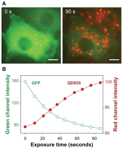 Figure 1 (A) Microscopy photographs of Du145 cells showing development of red fluorescent spots originating from QD655 with simultaneous photobleaching of actin-GFP during illumination with the microscope excitation light (450–480 nm). Scale bar corresponds to 10 μm. (B) Pixel intensity kinetics of the QD fluorescence increase and actin-GFP photobleaching.Abbreviations: GFP, green fluorescent protein; QD, quantum dot.