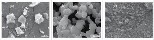 Figure 8. Microstructure of the initial powders: (A) 58s glass; (B) β-TCP; (C) ZnO.