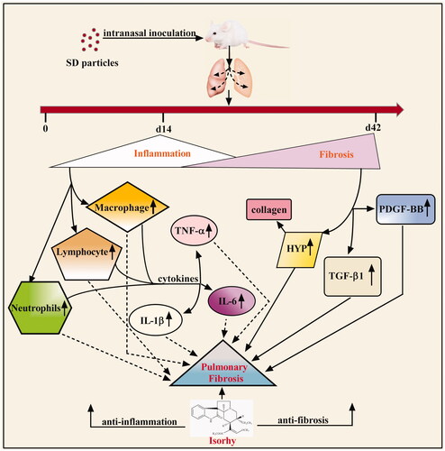 Figure 5. Schematic model of the anti-fibrotic effects of Isorhy.