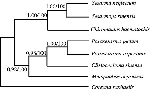 Figure 1. Phylogenetic relationships among the seven Sesarmidae species based on complete mtDNA sequences. Numbers at each node are Bayesian posterior probabilities (left) and maximum likelihood bootstrap proportions (estimated from 100 pseudoreplicates) (right). The accession number in GenBank of seven Sesarmidae in this study: Sesarmops sinensis (NC_031851), S. neglectum (NC_031851), Chiromantes haematochir (MH457175), Parasesarma tripectinis (NC_030046), P. pictum (MG580780), Metopaulias depressus (NC_030535), and Coreana raphaelis (NC_007976).