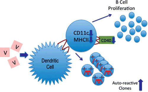 Figure 5.  A schematic description of the proposed effect of vanadium on dendritic cells (DC). The decreases in the expression of CD11c and the MHC-II markers demonstrated in this report would likely result in CD40 reductions and in B-cell proliferation (as suggested by Caux et al., 1994), as well as an increase in the levels/numbers of autoreactive T-cell clones in the host (as suggested by Chang, Citation2010).