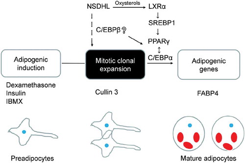 Figure 7. Schematic overview of the proposed role of NSDHL in adipogenesis.