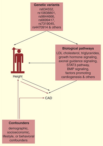 Figure 1. Complexity of short stature and increased risk of coronary artery disease. Modified from NEJM, Nelson et al., Genetically Determined Height and Coronary Artery Disease, 372(17):1608-18 Copyright © (2015) Massachusetts Medical Society. Reprinted with permission.