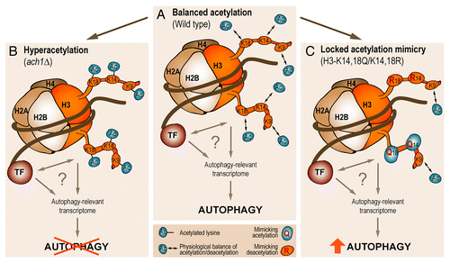 Figure 1. Epigenetic changes in histone acetylation determine autophagy in the long-term context of aging. Schematic model depicting the consequences of histone H3 acetylation in age-associated autophagy. (A) While dynamic acetylation at a balanced physiological level permits wild-type cells to adapt with autophagy to aging conditions, histone H3 hyperacetylation (B) as a result of Acs2-hyperactivity and increased nucleocytosolic acetyl-coenzyme A production is associated with a loss of autophagy during aging. (C) Partially “locking” the epigenetic status of chromatin by a combination of lysine to glutamine (KQ) as well as lysine to arginine (KR) mutations at the indicated H3 lysyl sites, thereby mimicking a defined (de)acetylation status, ameliorates the autophagic response to aging. The question mark underscores uncertainties about the precise mechanism of how chromatin modifications regulate the autophagy-relevant transcriptome as well as about the precise set of affected genes. The activity of chromatin modifying proteins (and protein complexes), including transcription factors (TF), may assist in translating altered histone acetylation to autophagy regulation.