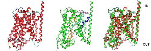 Figure 1.  Predicted 3D structure of PrnB modelled on the inward-facing occluded crystal structure of leuT (http://blanco.biomol.uci.edu/Membrane_Proteins_xtal.html;2A65/3F3A). Left: Ribbon representation of the LeuT Leucine transporter from Aquifex aeolicus (RCSB entry: 2A65, solved at 1,65 A). Middle: The predicted 3D structure of PrnB. Domains involved in substrate binding and transport are highlighted in yellow (TMD1), blue (TMD3), orange (TMD6) and turquoise (TMD8). Functional loops L2 and L8 are in magenta and black respectively. Right: The PrnB model superimposed with its LeuT template. The LeuT template is in red, whereas the PrnB model is in green colour. This Figure is reproduced in colour in Molecular Membrane Biology online.
