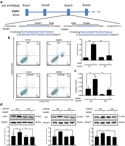 Figure 6. LRRC8A knockout reduces G. parasuis CdtABC-induced NPTr apoptosis. wild-type NPTr cells or LRRC8A–/– NPTr cells were treated with CdtABC for 36 h. (a) LRRC8A–/– NPTr cell line was established by CRISPR/Cas9-mediated genome editing. Two gRNAs matching the sequences flanking the exon 3 were used to achieve deletion of a large genomic fragment containing the exon 3. The upper panel shows the relevant part of LRRC8A genome structure, and the lower panel shows the sequences of the targeted region. (b) the percentage of apoptotic cells in NPTr cells was measured using flow cytometry. (c) the activity of apoptosis factor caspase-3 was measured in NPTr cells. (d) expression of p-p53, p53, and BAX relative to GAPDH in wild-type NPTr cells and LRRC8A–/– NPTr cells were analyzed using Western blot. GAPDH expression is the loading control. The statistical significance of the indicated P values was determined as: *P < 0.05, **P < 0.01, ***P < 0.001. All data shown are representative of at least three independent experiments.