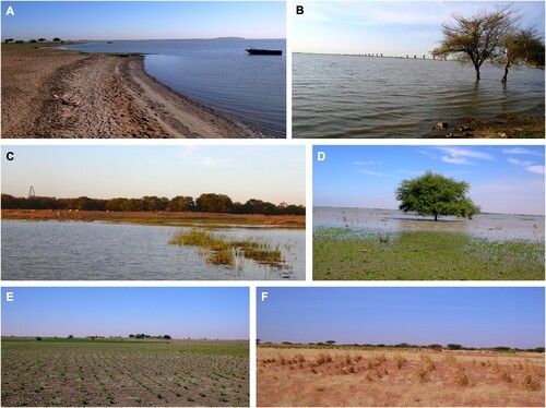 Figure 2. Field pictures from the study area. (A) The shoreline of the White Nile. (B) Building of a new bridge on the White Nile. (C) The urban forest of Khartoum, at the confluence between the Blue and White Niles. (D) Flooding along the White Nile. (E) Traditional cultivation along the shorelines of the White Nile and (F) inland.