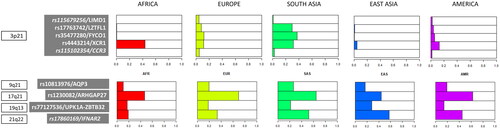 Figure 1. Chromosome location, SNP identification/nearby gene(s), and minor allele frequency distribution of the nine SNPs associated with COVID-19 severity in the main geographical regions included in the 1000 Genomes Project Reference Panel.