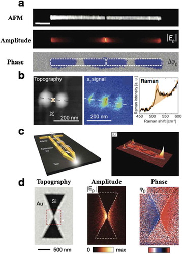 Figure 6. Near-field distribution in nanogapped metallic antennas. (a) Near-field amplitude and phase of resonant gapped gold-antenna with incident wavelength at 11.1 μm [Citation69]. Scale bar, 2 μm. (b) Electromagnetic hotspots in gold-dimer nanostructures and corresponding enhanced Raman spectrum [Citation70]. The incident wavelength is 633 nm. Scale bar, 200 nm. (c) Near-field image of infrared nanofocusing in tapered transmission lines [Citation71]. The incident wavelength is 9.3 μm. (d) Near-field amplitude and phase distribution around nanoscale gap in inverse bowtie gold antenna [Citation24]. (a) Reproduced with permission [Citation69]. Copyright 2012, Nature Publishing Group. (b) Reproduced with permission [Citation70]. Copyright 2017, American Chemical Society. (c) Reproduced with permission [Citation71]. Copyright 2011, Nature Publishing Group. (d) Reproduced with permission [Citation24]. Copyright 2010, American Chemical Society.