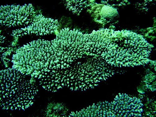Figure 4.  Cultured Acropora tenuis at Akajima, Okinawa. The coral propagules were cultured from eggs in the nursery starting in June 2005 and transplanted onto the seabed at Akajima in December 2006. The photograph was taken in January 2009 (3.5-years-old; about 20 cm in diameter).