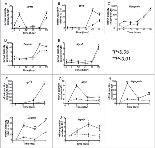 Figure 3. qRT-PCR assays. By applying the qRT-PCR technique, we screened the potential changes of myogenic genes in the genetically engineered myoblast. Gene expression levels are shown during proliferation (A–E) and myogenic differentiation (F–J) of control C2C12 myoblasts and C2C12-MMP1 transfected myoblasts. Gene expression levels were normalized to the housekeeping gene β-Actin. Data are given as mean ± SEM of 3 independent experimental runs. Statistically significant changes (*P < .05 and **P < .01) were determined by comparing to the control C2C12 myoblasts. (A–J) The dotted lines correspond to control cells, and the continuous lines correspond with MMP1 transferred cells). (*P < .05, **P < .01).