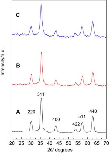 Figure 1 XRD patterns of IONPs (A), CS-IONPs (B), and Chloramb-CS-IONPs (C).