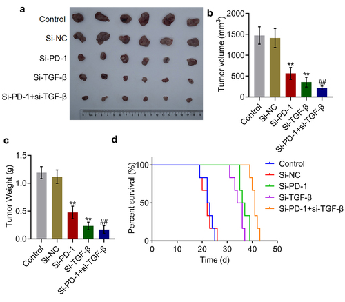 Figure 5. Si-PD-1 combined with si-TGF-β synergistically enhanced the inhibitory effect of RFA on tumor growth in H22 cell xenograft-bearing mice. H22 cells treated with blank medium, si-NC, si-PD-1, si-TGF-β, and si-PD-1 + si-TGF-β were transplanted into mice to establish the xenograft animal model; when the tumor size reached 100 mm3, RFA was performed. A. The image of tumor tissues. B. The volume of tumor tissues isolated from each group. C. The weight of tumor tissues isolated from each group. D. The percentage of survival as time went on in different group (**p < 0.01 vs. si-NC, ##p < 0.01 vs. si-PD-1).