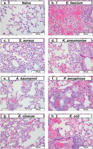 Figure 5. Histopathological analysis of pulmonary tissue post-inoculation with ESKAPEE pathogens in BALB/c mice. Hematoxylin and eosin (H&E) stained lung at 40× magnification. (a) Naïve, no abnormal findings. (b) E. faecium, alveolar septal necrosis, mild. (c) S. aureus, multifocal septal thickening, increased interstitial macrophages, increased alveolar macrophages. (d) K. pneumoniae, peribronchiolar and alveolar bacteria, septal necrosis, with septal and intrahistiocytic bacteria. (e) A. baumannii, septal necrosis, intrahistiocytic bacteria, extracellular bacteria in septa and alveoli. (f) P. aeruginosa, intracellular and extracellular bacteria, septal necrosis. (g) E. cloacae, alveolar septal necrosis, increased interstitial histiocytes, and intrahistiocytic bacteria. (h) E. coli, intrabronchiolar and alveolar extracellular bacteria, intrahistiocytic bacteria, septal necrosis, alveolar haemorrhage. Scale bars set at 100 µm.