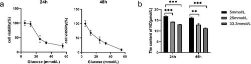 Figure 1. HG induced MS-1 cell apoptosis and oxidative stress and reduced viability. (a) The viability of MS-1 cells was observed at 24 and 48 h after treatment via CCK-8 assay. (b) Nitric oxide levels in the supernatants of MS-1 cells treated with HG were quantified. (** p < 0.01, *** p < 0.001).