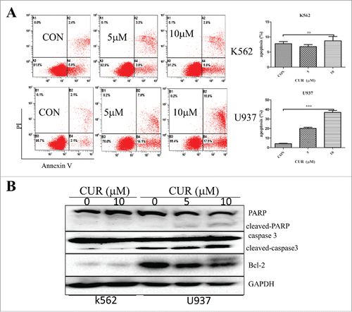 Figure 3. Effect of curcumin on inducing apoptosis in leukemia cell lines. (A)The percentage of early apoptosis and late apoptosis were detected by Annexin-V/PtdIns double-staining assay. The percentage of apoptotic cell in different concentration of curcumin. Each value were represents the mean ± SD ns means not significant, *p < 0.05,***p < 0.001. (B) K562 and U937 cells treated with curcumin, apoptosic proteins (caspase3 and PAPR) and the apoptosis inhibitor protein Bcl−2 were dectected by western blot.