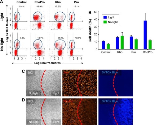 Figure 3 Phototoxicity of RhoPro-loaded HT-29 cells. (A) Dual-channel FACS scattergrams show RhoPro uptake (x-axis) and cell death (y-axis) with light and without light. Control groups indicate a role of irradiation only without any uptake. The blue circles indicate the positive fluorescence of the dead cell staining. (B) Data from the selected area of scattergrams are plotted as median fluorescence. The combination of light plus RhoPro uptake results in cell death. Microscopic imaging of light-induced cell death in (C) Rho- or (D) RhoPro-loaded cells. Cells were imaged by phase-contrast (DIC) microscopy with part of the field of view subjected to light. As shown in D, fluorescence of RhoPro decreased (bleached) while SYTOX Blue penetrated the illuminated cells. Magnification: 10× objective. Left side of the red dashed lines indicates regions with no light, while right side indicates regions with light.Abbreviations: DIC, differential interference contrast; FACS, fluorescence-activated cell sorting; fluores, fluorescence; Pro, protamine; Rho, rhodamine; RhoPro, rhodamine-protamine.