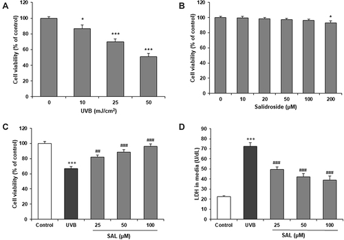 Figure 1 Effect of SAL on cell viability of HaCaT cells with UVB. (A) UVB induces cytotoxicity in HaCaT cells. (B) Cell viability of HaCaT cells was not influenced by SAL. (C) SAL prevents UVB-induced cytotoxicity. (D) SAL inhibits LDH release from HaCaT cells. ANOVA was performed for analysis. Data are shown as the mean ± SD of three independent experiments. *P<0.05, ***P<0.001 vs control group; ##P<0.01, ###P<0.001 vs UVB group.