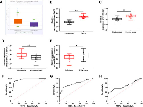 Figure 1 Expression and diagnostic value of EGOT in CC patients. (A) The starBase online website was used to analyze the EGOT relative expression of CC in TCGA database. (B, C) qRT-PCR was used to detect the relative expression of EGOT in tumor tissue and serum of CC patients. (D, E) qRT-PCR was used to detect the relative expression of EGOT in serum of CC patients with metastasis and nonmetastasis, low stage and high stage of TNM. (F) ROC curve was used to analyze the area under the curve of EGOT in diagnosing CC patients and normal population (0.952), and the best specificity and sensitivity were 91.8% and 90.6% when the Youden index was 82.5. (G) ROC curve was used to analyze the area under the curve of EGOT in diagnosing lymph node metastasis of CC patients (0.777), and the best specificity and sensitivity were 90.0% and 60.7% when the Youden index was 50.7. (H) ROC curve was used to analyze the area under the curve of EGOT in diagnosing low stage and high stage of TNM of CC patients (0.678), and the best specificity and sensitivity were 97.9% and 37.4% when the Youden index was 37.3. *P<0.01, **P<0.001.