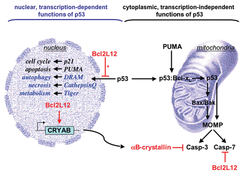 Figure 1 Nuclear and cytoplasmic anti-apoptotic activities of Bcl2L12. Bcl2L12 inhibits p53's transactivational activity and consequently abrogates transcription of selective cell cycle and apoptosis modulators, such as p21 and PUMA (left, nuclear, transcription-dependent functions). Bcl2L12's impact on p53-insigated autophagy, necrosis and metabolism-related pathways (representative targets highlighted in blue) require further studies. In the cytosol (right panel), p53 has direct apoptogenic activities at the level of mitochondria. Here, PUMA can displace p53 from an inhibitory p53:Bcl-xL complex. Released p53 can act as a ‘BH3’-only activator of Bax/Bak to induce mitochondrial outer membrane permeabilization (MOMP) and subsequent caspase activation. Besides impacting p53, Bcl2L12 is a well-characterized inhibitor of postmitochondrial effector caspase activation, as it binds to and inhibits caspase-7 (Casp-7) and upregulates the small heat shock protein and caspase-3-specific inhibitor αB-crystallin (CRYAB). *, of note, Bcl2L12 selectively impacts p53 transcription and promoter occupancy.