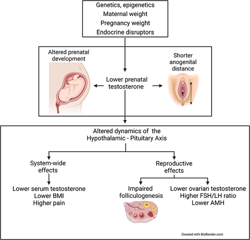 Figure 2 Lower prenatal testosterone is caused by a variety of factors, and mediates a suite of effects on the development of female physical and reproductive traits, including increased risk for endometriosis.